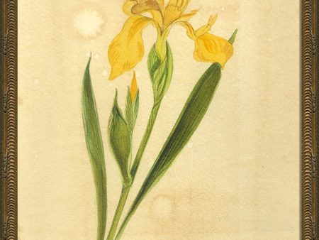 Spicher & Company KG Yellow Iris or Flag 35079 on Sale