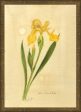 Spicher & Company KG Yellow Iris or Flag 35079 on Sale