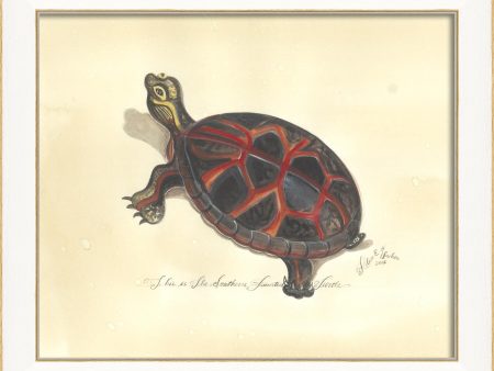 Spicher & Company SS Southern Painted Turtle 22522 Fashion