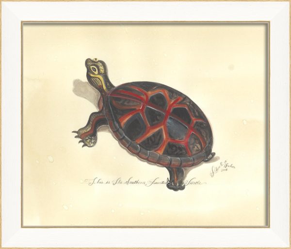 Spicher & Company SS Southern Painted Turtle 22522 Fashion