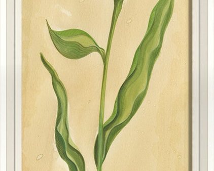 Spicher & Company WCWL Early Tulip 35167 Hot on Sale