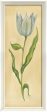 Spicher & Company WCWL Early Tulip 35167 Hot on Sale