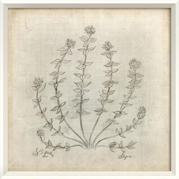 Spicher & Company WC Thyme White Parchment 35376 Sale