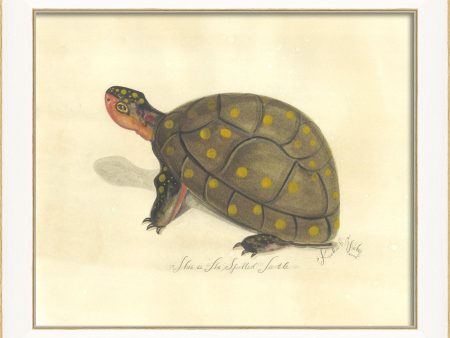 Spicher & Company SS Spotted Turtle 22524 For Discount