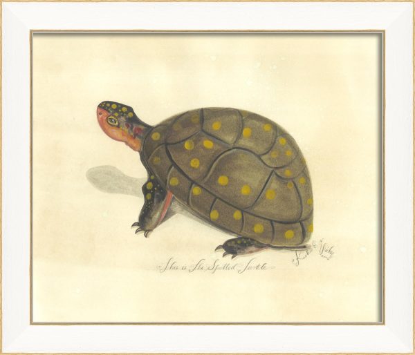 Spicher & Company SS Spotted Turtle 22524 For Discount