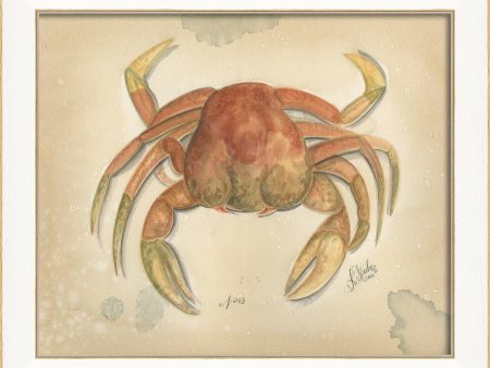 Spicher & Company SS Ocean Crab 3 22599 Fashion