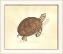 Spicher & Company SS Turtle Dessert Tortoise 22521 Supply