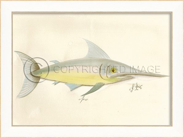 Spicher & Company SS Swordfish09 22508 Online Hot Sale