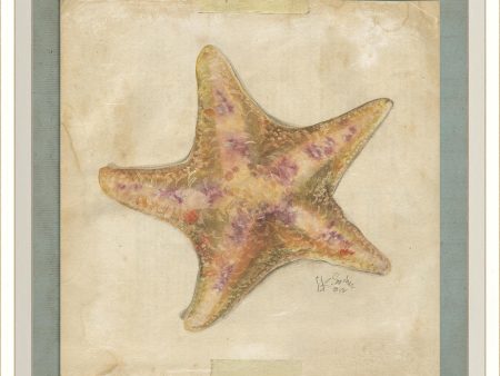 Spicher & Company WC Starfish 4 22592 Online