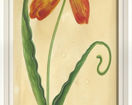 Spicher & Company WCWL Early Red Flamed Tulip 35169 For Cheap