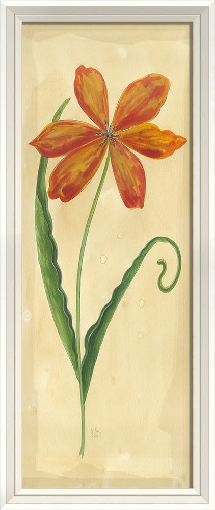 Spicher & Company WCWL Early Red Flamed Tulip 35169 For Cheap