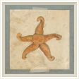 Spicher & Company WC Starfish 3 22591 Supply