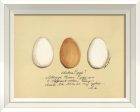 Spicher & Company WCWL Chicken Eggs 86397 Fashion