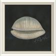 Spicher & Company WC Seashell No2 22486 Online