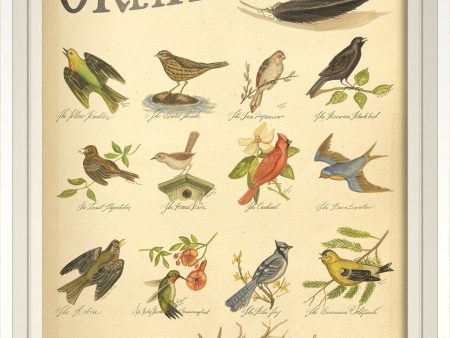 Spicher & Company WCWL Ornithology 86394 Fashion