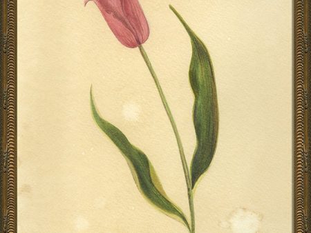 Spicher & Company KG Spring Tulip 35078 Online