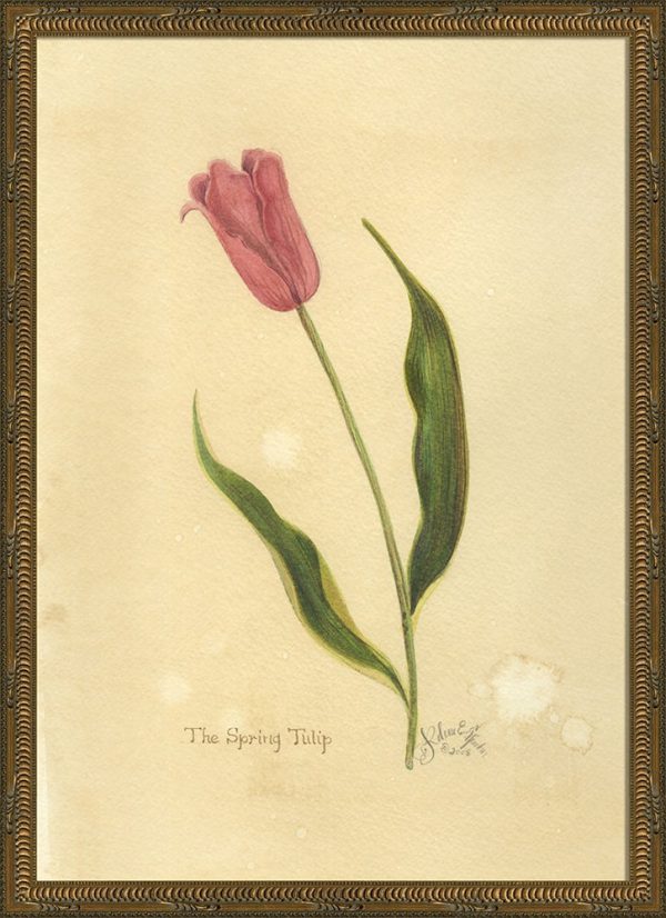 Spicher & Company KG Spring Tulip 35078 Online