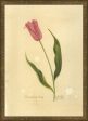 Spicher & Company KG Spring Tulip 35078 Online