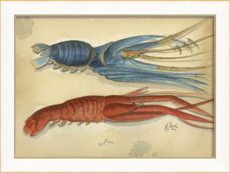 Spicher & Company SS Ocean Lobster 2 22606 Sale