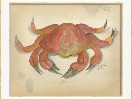 Spicher & Company SS Ocean Crab 6 22602 Sale