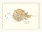 Spicher & Company SS PorcupineFish 22527 Cheap