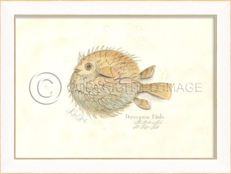 Spicher & Company SS PorcupineFish 22527 Cheap